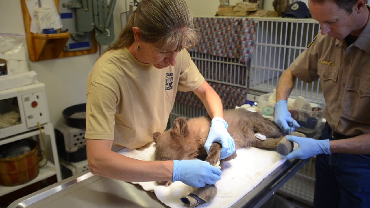 Bear injured during 416 Fire ‘doing really well’