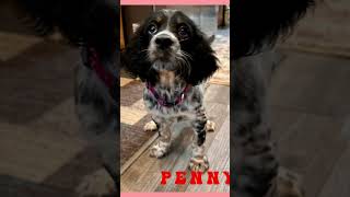 Beirl’s English setter pups #englishsetter