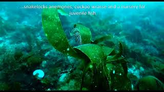 Niarbyl Bay Marine Nature Reserve (Longer Version)