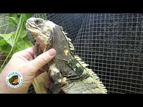 Protein Treats for Spiny Tail Iguanas!