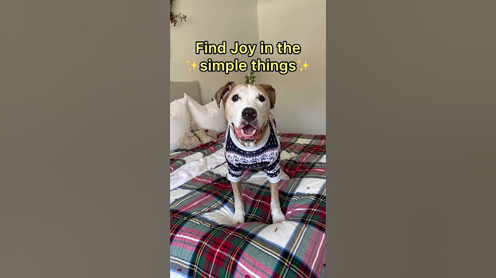 Dog's Wisdom: 3 Life Lessons in Minutes 🐾