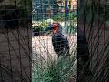 Кафрский рогатый ворон в зоопарке Артис, Амстердам #ворон #artis #zoo #bird #amsterdam #netherlands