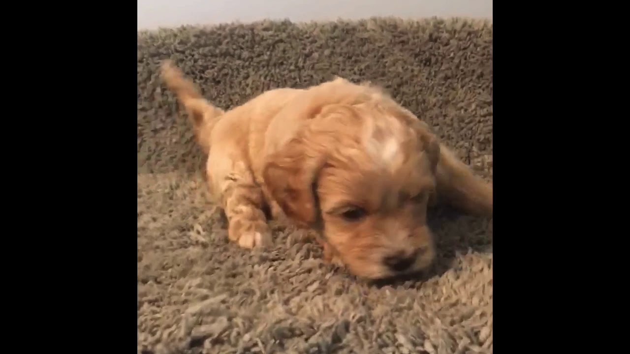 My first debut - YouTube