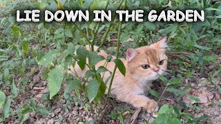 When it's sunny, the cat loves to lie down in the garden