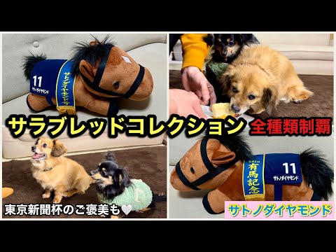 サラブレッドコレクション　ねそべりbig　サトノダイヤモンド　ゴールドシップ　他 サラブレッドコレクション ねそべりBIGぬいぐるみ (ゴールド