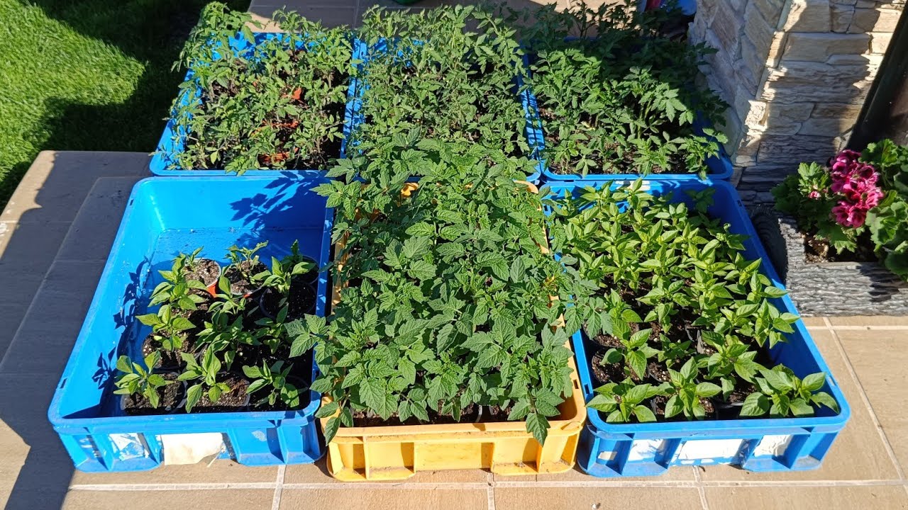 pikírovanie paradajok a paprík + vylepšený substrát na výsadbu