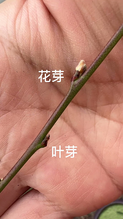 【如何辨别桃树的花芽和叶芽】