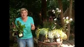 Perennial Options For Your Summer Garden