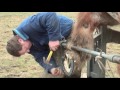 Belgian Draft Horses: hot shoeing by farrier Gerard Dullaert