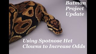 Update on Our Batman Project + Bongo & Albino Clowns + using Het Clowns to increase our Odds!