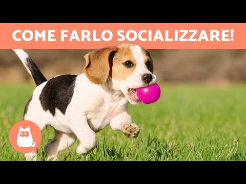 Video: Socializzare un cucciolo in crescita