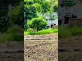 View #shortattitudevideo #bollywood #farming #ekmotahathighumechala #hindicinema #love