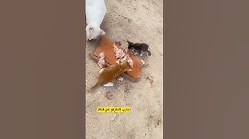 #الجزائر #فطور #صباح_الخير #ارح_قلبك #اكسبلور #دويتو #سورة_الملك #تيك_توك