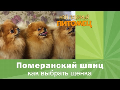 Померанский шпиц: КАК ВЫБРАТЬ ЩЕНКА