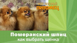 Померанский шпиц: КАК ВЫБРАТЬ ЩЕНКА