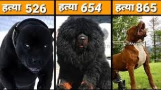 10 Most Dangerous Dog Breeds In The World In Urdu/Hindi | Largest Dog Breed | Pet dogs