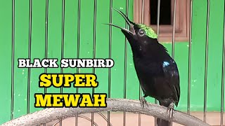 Black Sunbird gacor super mewah‼️bikin burung  satu rumah ikut bunyi