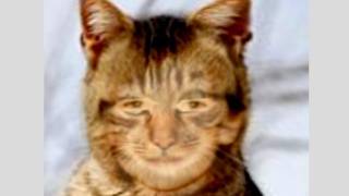 Morphme Face Morph App For Iphone Change Yourself To A Kitty Cat And Say A Big Meow