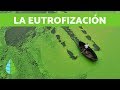 ¿Qué es la eutrofización? - CAUSAS Y SOLUCIONES