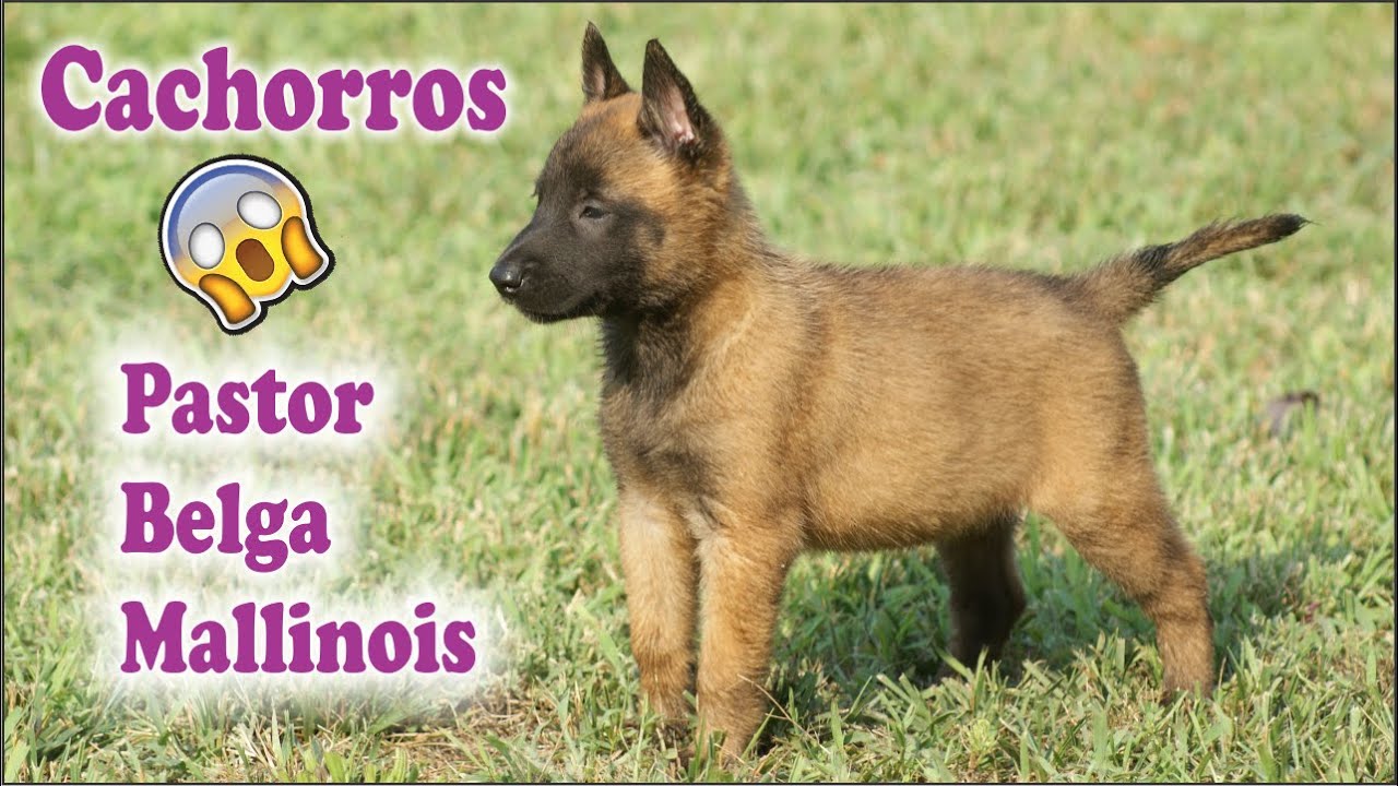 Cachorros Pastor Belga Mallinois Bebes Pastor Belga Youtube