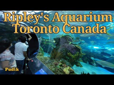 Ripley's Aquarium of Canada #Canada #ripley'saquariumofcanada #toronto #Travel #hd