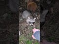 My witchy ways with the wild critters of Mboro.🦝💖🦝 #raccoon #raccoonshorts #trashpanda #raccoons