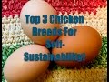 Top 3 Chicken Breeds For Self-Sustainability~