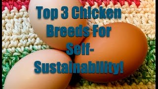 Top 3 Chicken Breeds For SelfSustainability~