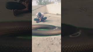 The power of boy ? vs snake attitude video viral shorts shorts vfx snake editing kine master