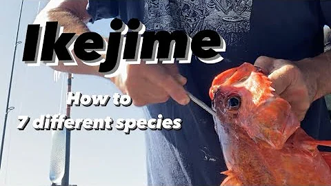 Ikejime method on 7 species of fish