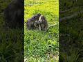 #affen#monkeys#funnyanimals#funnyreels#lustigetiere#lustig#funnycomedyshorts#witze#shorts#foryou
