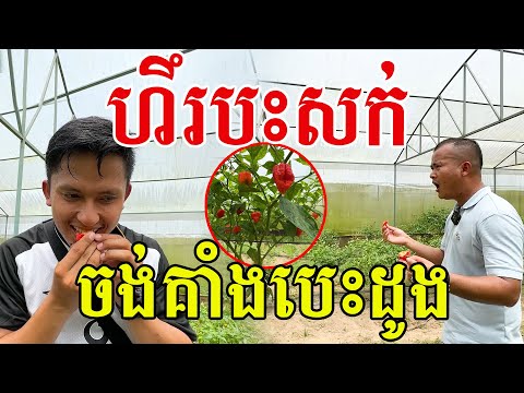 បះសក់ រត់ពេញចម្ការ ម្ទេសអ្វីក៏ហឹរម្ល៉្លេះ?