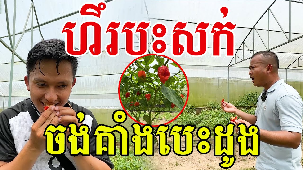 បះសក់ រត់ពេញចម្ការ ម្ទេសអ្វីក៏ហឹរម្ល៉្លេះ?