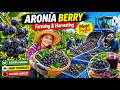Amazing Aronia Berry Farming and Harvesting Process 🍇 | Modern Agriculture Mega Project