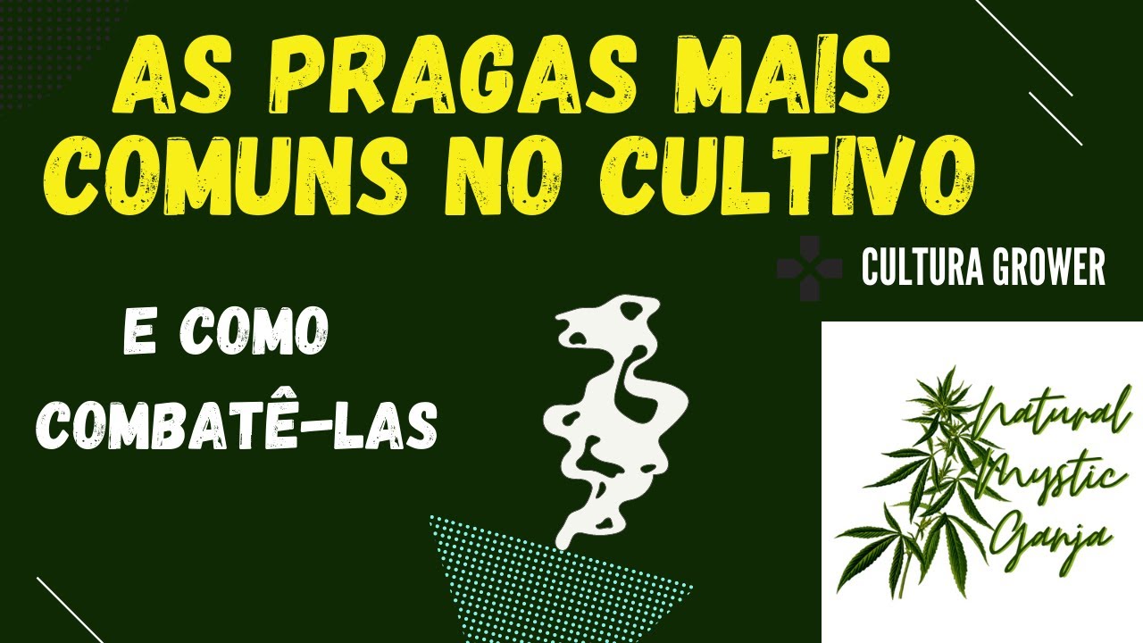 AS PRAGAS MAIS COMUNS NO CULTIVO DE MACONHA E COMO COMBATÊ-LAS