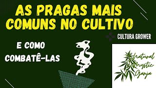 As Pragas Mais Comuns No Cultivo De Maconha E Como Combatê-Las