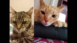 A Helping Paw: Animals in Therapy