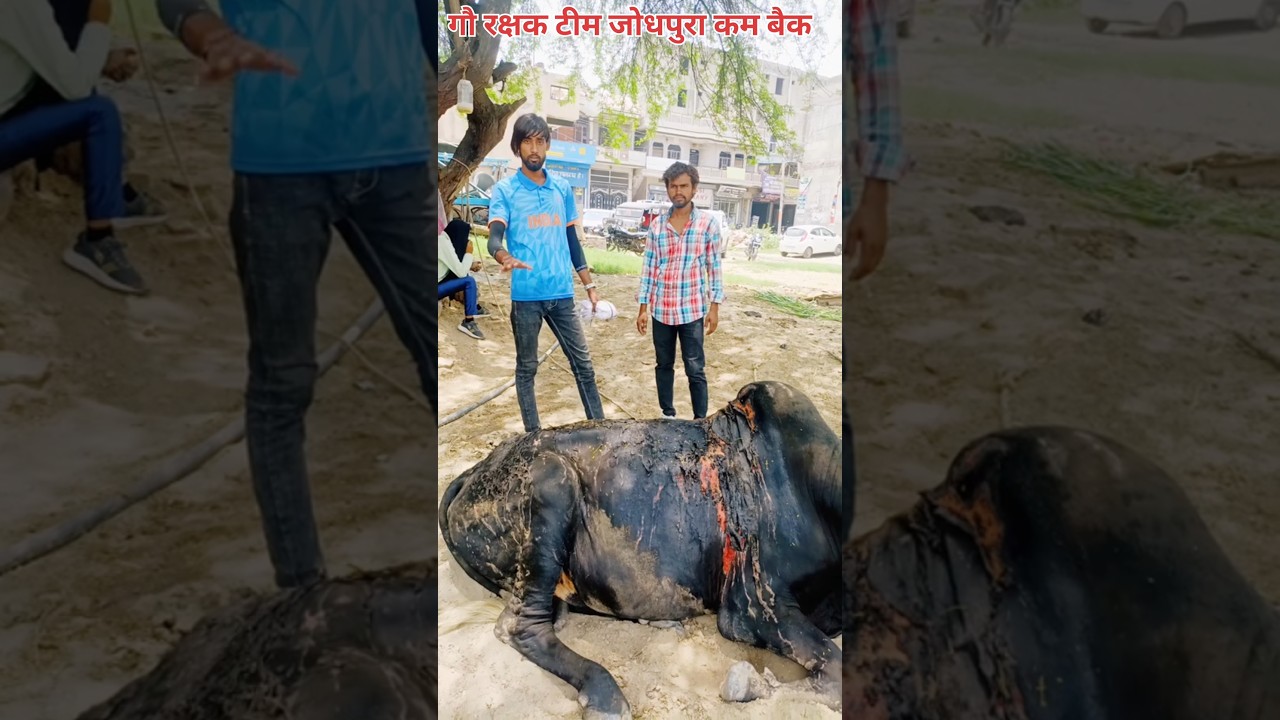 गौ रक्षक टीम जोधपुर कम बैक गौ सेवा में जय गौ माता