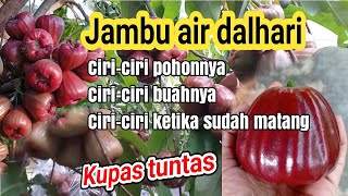 THIS IS AN INTERESTING CHARACTERISTIC OF THE DALHARI WATER GUAVA TREE AND FRUIT