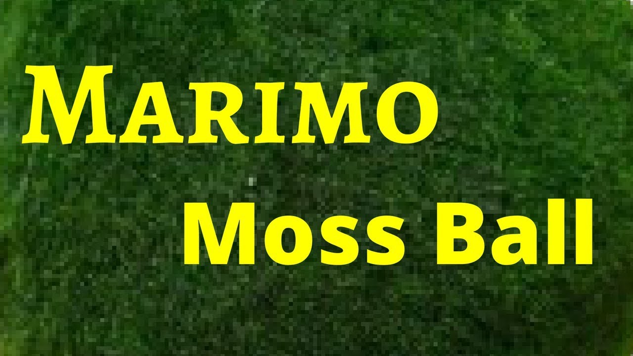 MrBrownThumb: Marimo, Japanese Moss Ball