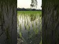 greeny 🍁🍁. Nature Look peace 🕊️ #shorts #nature
