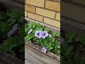 Replying to @jessified_shops These petunia garden flowers are ideal for hanging baskets,