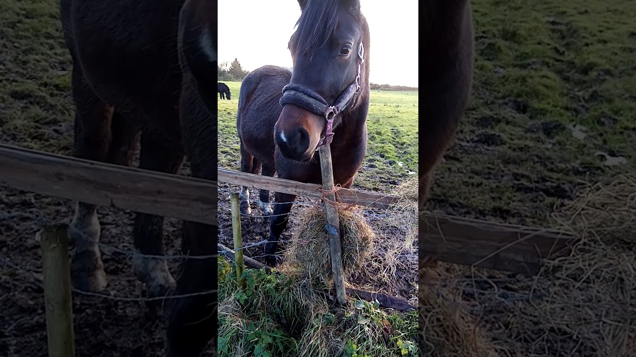 Watch Horse says hello.. on YouTube Watch Horse says hello.. on YouTube