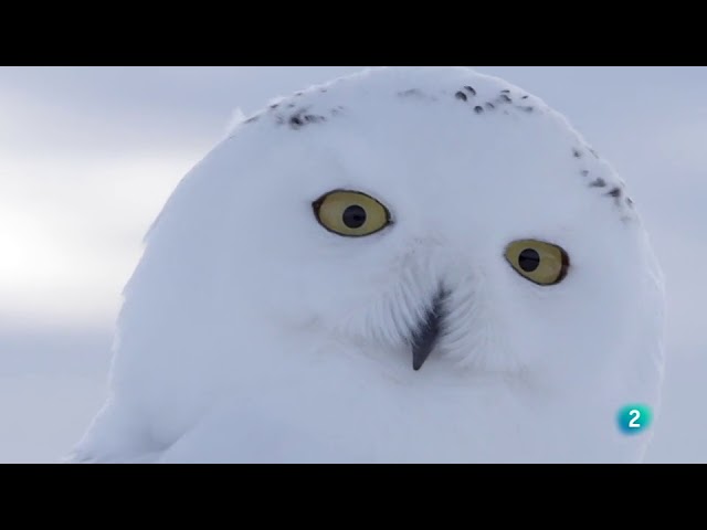 Grandes Documentales-Cuento de Invierno  El viaje de los buhos nivales,