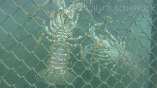 Close up of slipperspiny lobsters in a breeding cage | agricultural knowledge