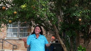 Celebrity Get It Growing: Pomegranates don’t need cross-fertilization Net Worth
