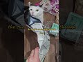 Curious Cat Conducts a Thorough Trash Inspection