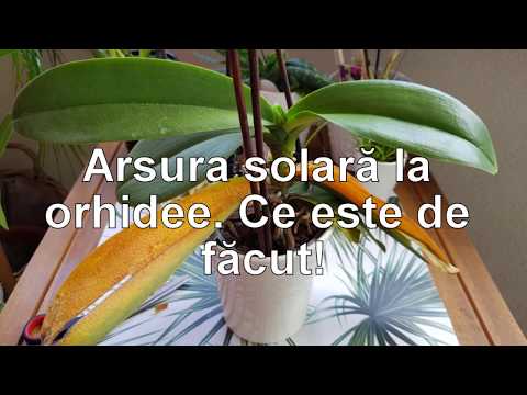 Video: Ce Trebuie Făcut Dacă Orhideea Are O Tulpină De Flori Uscate? De Ce Se Usucă? Cum Se Salvează Săgeata Dacă Se Sparge? Cum Se Tăie Un Peduncul Uscat?