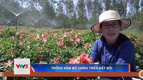 TRỒNG SÂM BỐ CHÍNH TRÊN ĐẤT ĐỒI | VTV5
