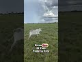 🤠 ¡El Toro Ni Vio Llegar el Lazo!